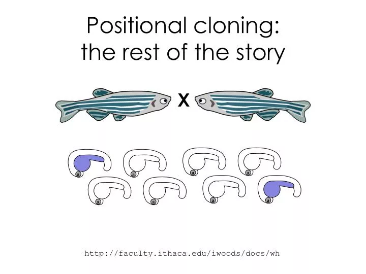 positional cloning the rest of the story