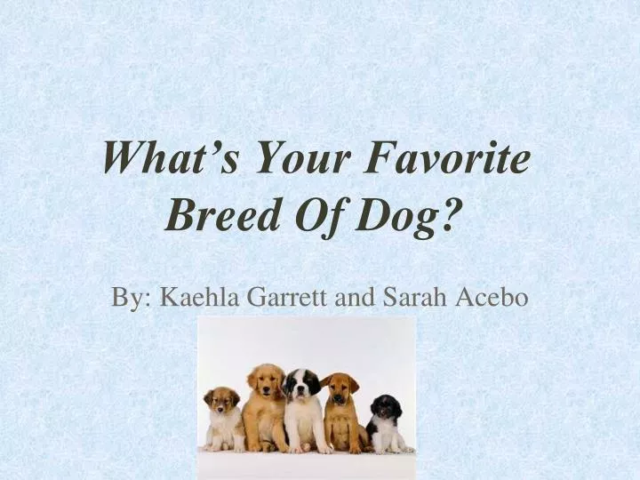 what s your favorite breed of dog
