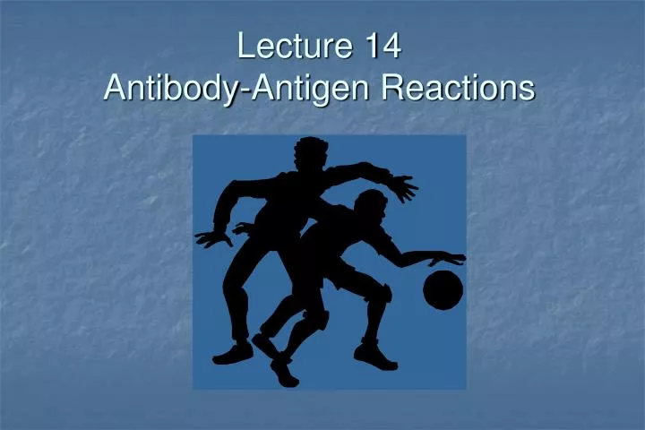 lecture 14 antibody antigen reactions