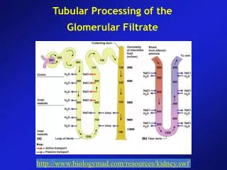 Tubular Processing of the Glomerular Filtrate