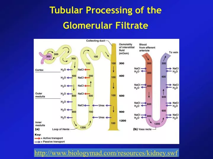 tubular processing of the glomerular filtrate