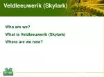 Veldleeuwerik (Skylark) - slide 1