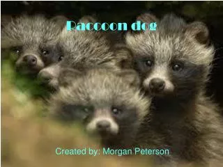 Raccoon dog