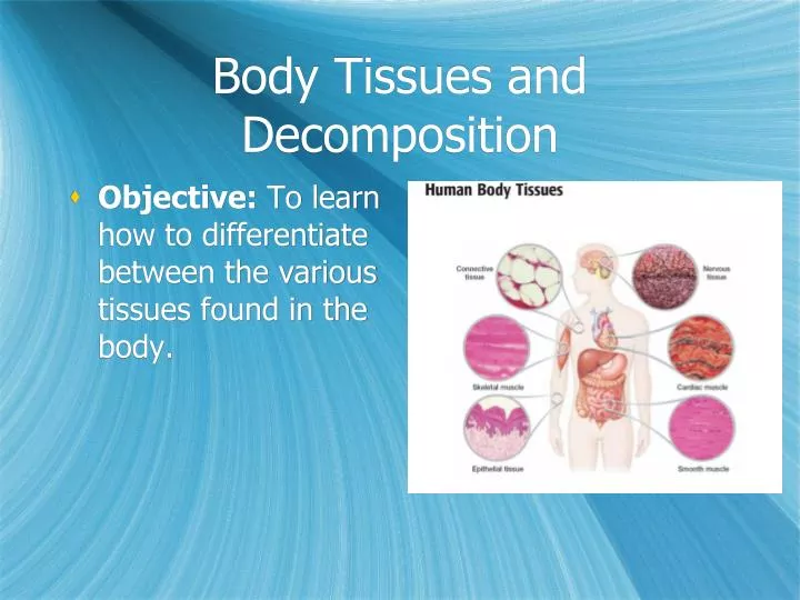 body tissues and decomposition