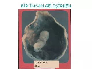 b r nsan gel rken