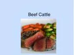 Beef Cattle - slide 1