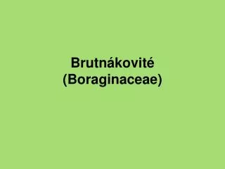 brutn kovit boraginaceae