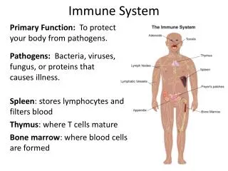 immune system