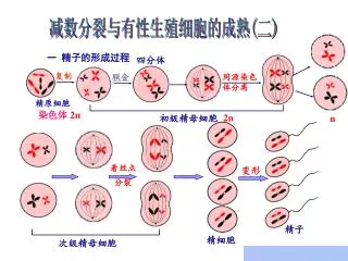 减数分裂与有性生殖细胞的成熟 ( 二 )