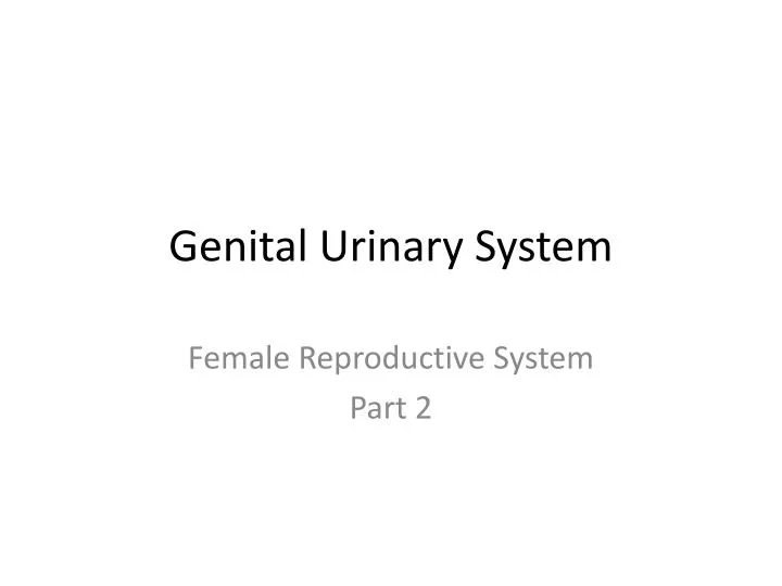 genital urinary system