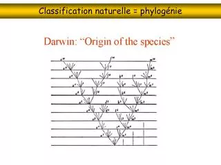 classification naturelle phylog nie