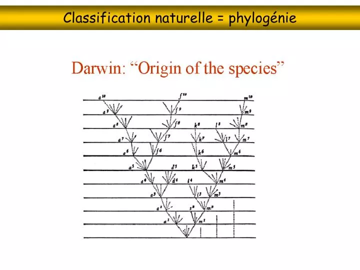 classification naturelle phylog nie