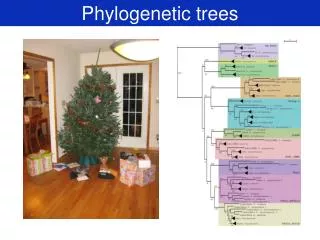 Phylogenetic trees