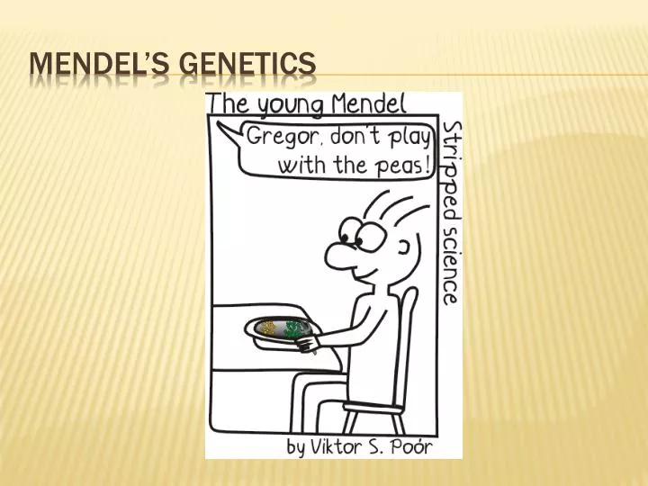 mendel s genetics