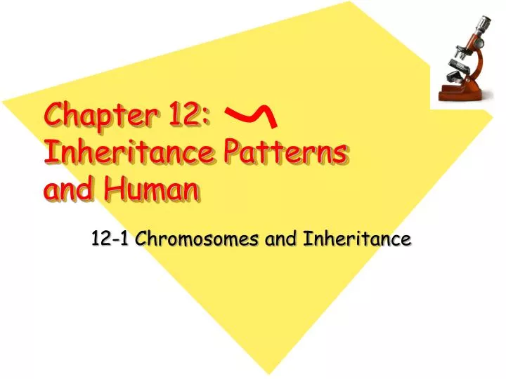chapter 12 inheritance patterns and human