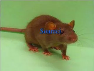 soareci