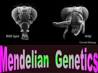 Mendelian Genetics