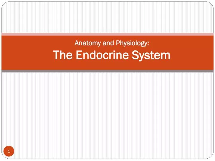 anatomy and physiology the endocrine system