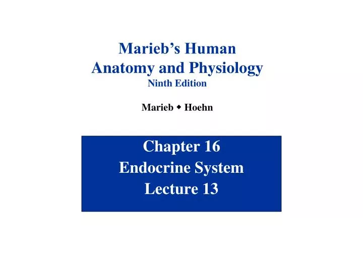 chapter 16 endocrine system lecture 13