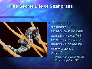 The Secret Life of Seahorses