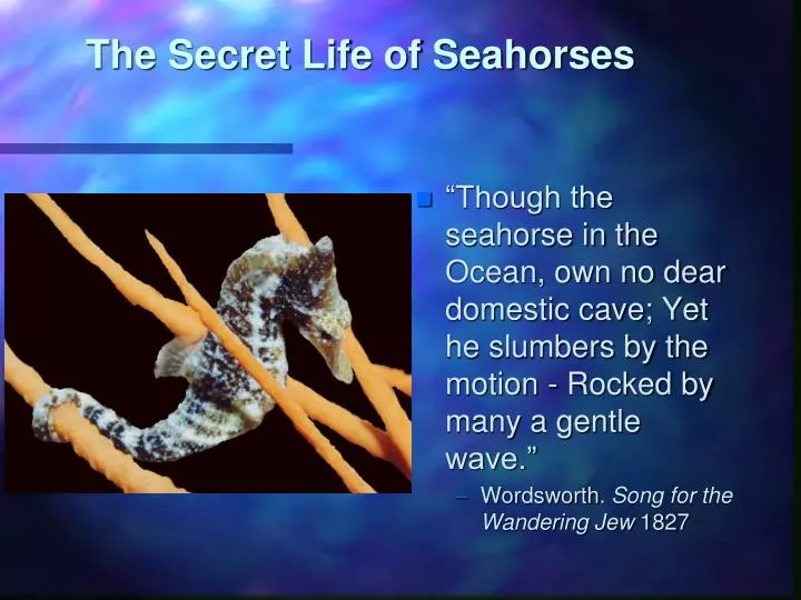 the secret life of seahorses