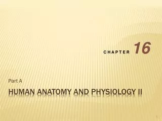 Human ANATOMY AND PhySiology II