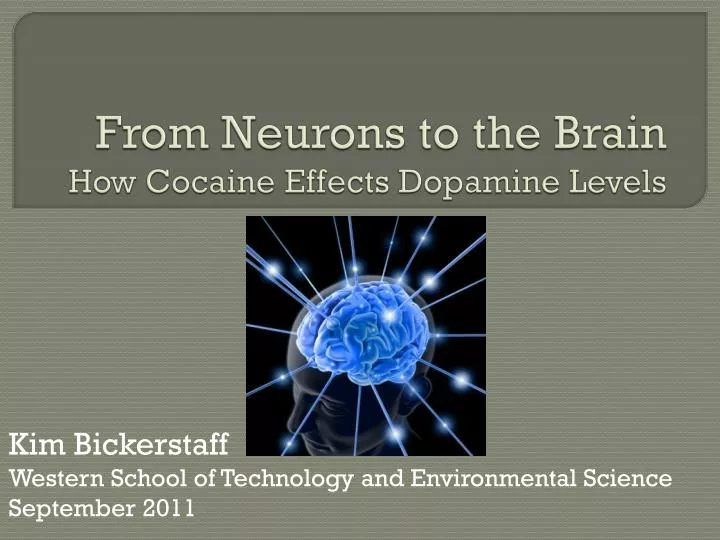 from neurons to the brain how cocaine effects dopamine levels