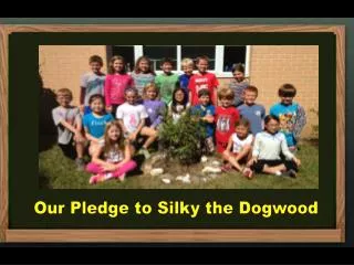 Our Pledge to Silky the Dogwood