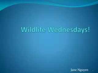 Wildlife Wednesdays!