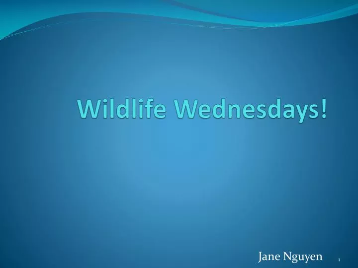 wildlife wednesdays