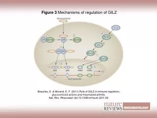 Figure 3 Mechanisms of regulation of GILZ