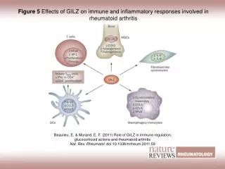 Figure 5 Effects of GILZ on immune and inflammatory responses involved in rheumatoid arthritis