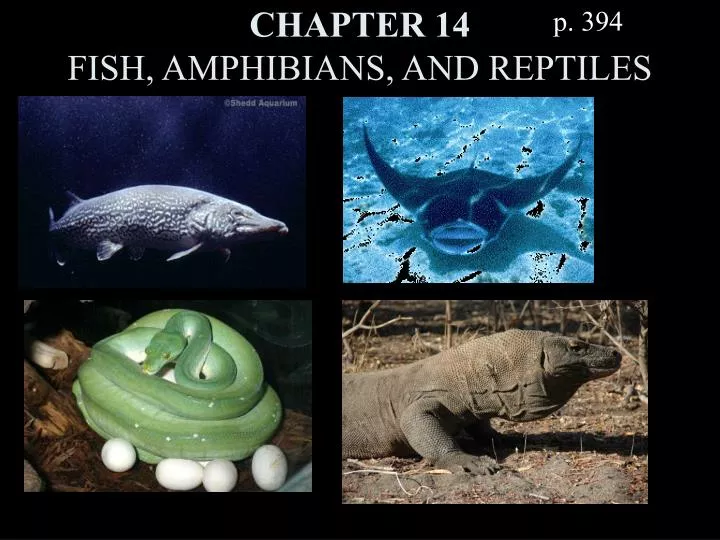 chapter 14 fish amphibians and reptiles
