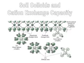 Soil Colloids and Cation Exchange Capacity