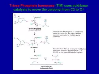 Triose Phosphate Isomerase (TIM) uses acid/base catalysis to move the carbonyl from C2 to C1
