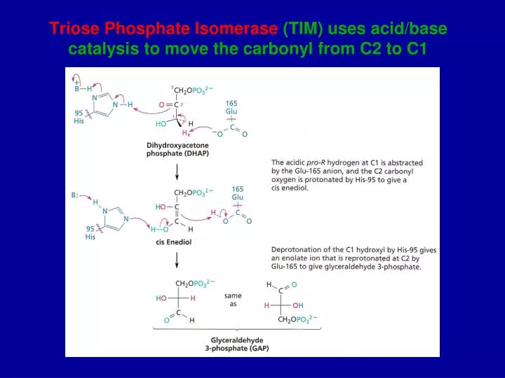 triose phosphate isomerase tim uses acid base catalysis to move the carbonyl from c2 to c1