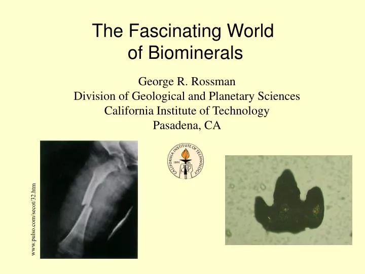 the fascinating world of biominerals