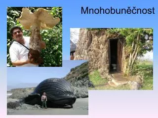 mnohobun nost