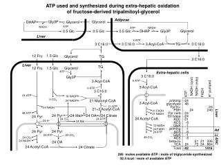 ATP used and synthesized during extra-hepatic oxidation of fructose-derived tripalmitoyl-glycerol