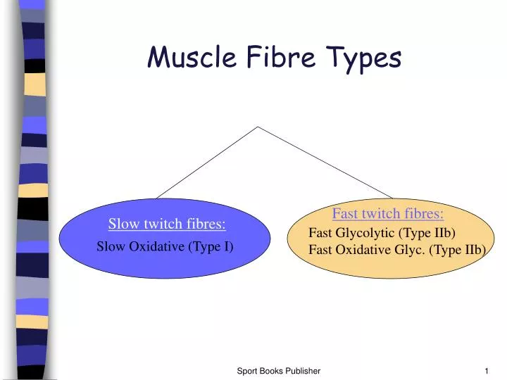 muscle fibre types