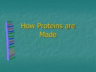 How Proteins are Made