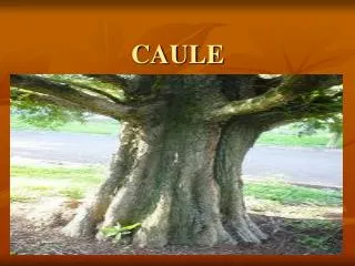 caule