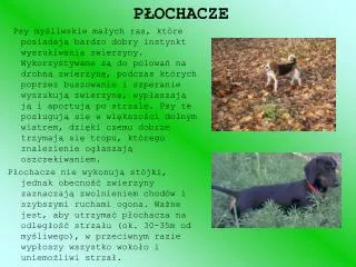 p ochacze