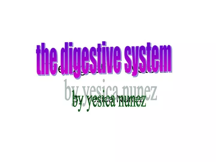 the digestive system