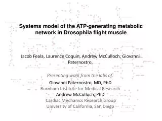 Systems model of the ATP-generating metabolic network in Drosophila flight muscle