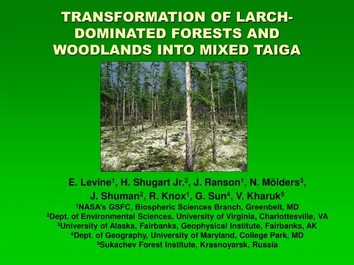 transformation of larch dominated forests and woodlands into mixed taiga