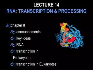 LECTURE 14 RNA: TRANSCRIPTION &amp; PROCESSING