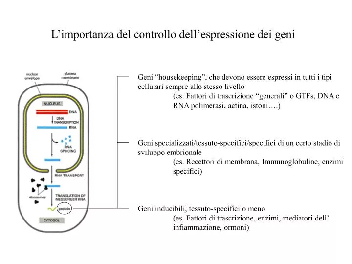 l importanza del controllo dell espressione dei geni