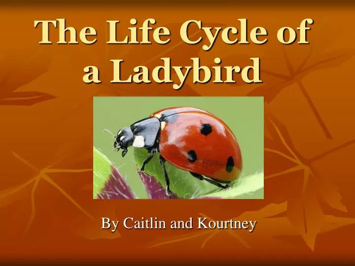 the life cycle of a ladybird