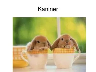 kaniner